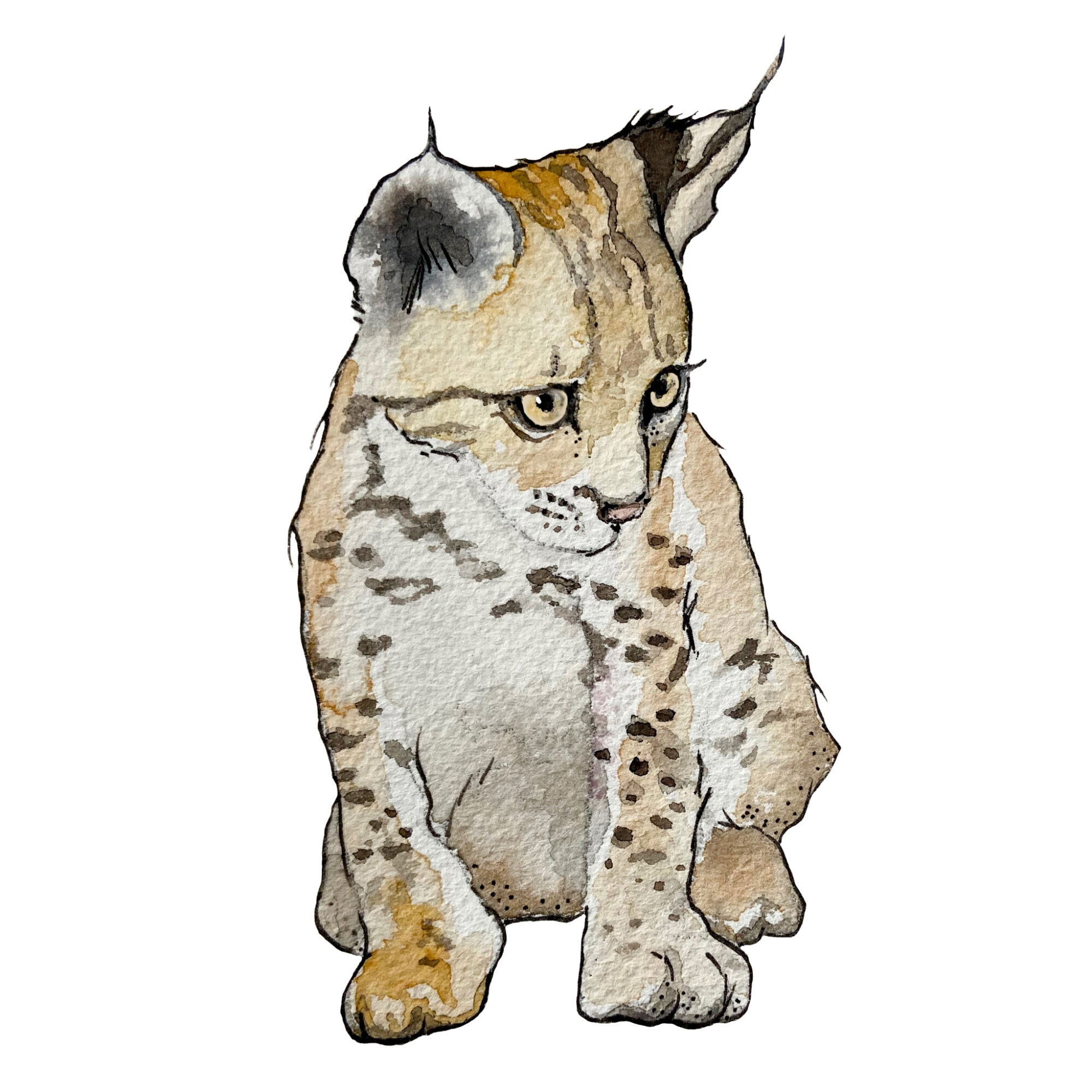 Lynx Body OEKO-TEX - Image 6