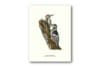 Poster White-backed Woodpecker 30x40 CM - Image 3