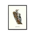 Poster White-backed Woodpecker 30x40 CM