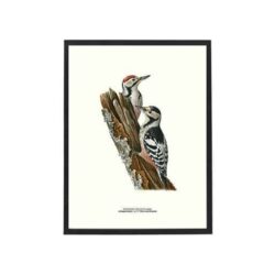 Poster White-backed Woodpecker 30x40 CM