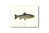 Poster Salmon 30x40 cm - Image 3