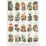 Edible Mushrooms Poster A2 