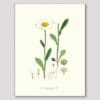 Poster Oxeye Daisy 30x40 cm - Image 3