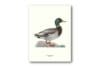 Poster Duck Mallard 30x40 cm - Image 3