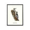 Affisch Vitryggig Hackspett 30x40 CM