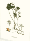 Greeting Card Cloudberry - Image 2