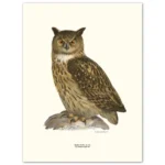 Poster Eagle Owl 30x40cm
