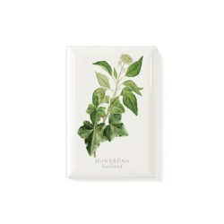 Magnet Common Ivy